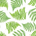 Watercolor green fern leaves seamless pattern. Hand painted forest plant Polypodiopsida texture isolated on white background. Royalty Free Stock Photo