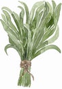 Watercolor green fresh brunch of taragon illustration. Botanical clipart, food ingredient, herbal garnish clip art Royalty Free Stock Photo