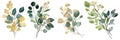 Watercolor green and gold seeded Eucalyptus bouquets. Spring greenery. Wedding floral illustration.