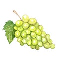 Watercolor green grape isolated on white background Royalty Free Stock Photo