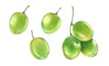 Watercolor green grapes. Big collection of fruits on a branch. Realistic botanical illustration with ripe juicy grape