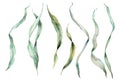 Watercolor green laminaria set. Hand painted underwater floral illustration with algae leaves isolated on white