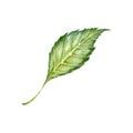 Watercolor green leaf of hibiscus flower. Hand painted illustration of a plant part isolated on white background. Hibiscus tea, Royalty Free Stock Photo