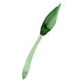 Watercolor green leaf hippeastrum flower. Floral botanical flower. Isolated illustration element.