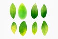 Watercolor green leafs isolated on white background Royalty Free Stock Photo