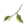 Watercolor green leaves of hibiscus flower. Hand painted illustration of a small plant branch isolated on white background. Royalty Free Stock Photo