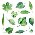 Watercolor green leaves