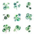 Watercolor green leaves Pilea peperomioides set isolated on white background. Vector illustration.