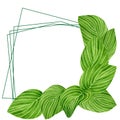 Watercolor green leaves with plant veins frame. Hand drawn big hosta plantaginea herbs with geometric lines isolated on