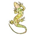 Watercolor green lizard, desert animals Royalty Free Stock Photo
