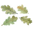 Watercolor green oak leaves with black streaky