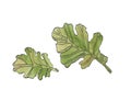 Watercolor green oak leaves wiyh streaky