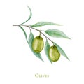 Watercolor green olive tree branch leaves fruits, Realistic olives botanical illustration isolated on white background Royalty Free Stock Photo