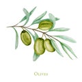 Watercolor green olive tree branch leaves fruits, Realistic olives botanical illustration isolated on white background Royalty Free Stock Photo