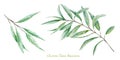 Watercolor green olive tree branch leaves set, Realistic olives botanical illustration isolated on white background Royalty Free Stock Photo