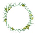 Watercolor green olive tree branch leaves wreath, Realistic olives illustration on white background, Hand painted Frame Royalty Free Stock Photo