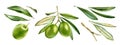 Watercolor green olives collection. Ripe fruits on branch with leaves. Set of separate design elements. Realistic