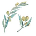 Watercolor green olives. Olive branches. Royalty Free Stock Photo