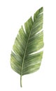 Watercolor green Palm Leaf. Hand drawn illustration of exotic Tropical jungle tree on isolated background. Summer Royalty Free Stock Photo