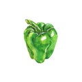 Watercolor green paprika. Hand drawn isolated fresh pepper