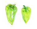 Watercolor green paprika pepper