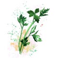 Watercolor parsley with splash and spot on white background