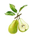 Watercolor green pears. Two pear fruits, whole and a half with leaves. Realistic botanical floral composition. Isolated Royalty Free Stock Photo