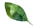 Watercolor green persimmon leave set closeup. Hand drawn simple tea lemon tree leaf isolated on white. Floral botanical
