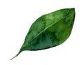 Watercolor green persimmon leave set closeup. Hand drawn simple tea lemon tree leaf isolated on white. Floral botanical