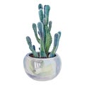 Watercolor green plant succulent cactus with needles in pot indoor isolated on white background. Hand drawn botanical