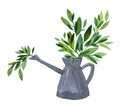 Watercolor green plant in watering can isolated on white background. Indoor decor for interior. Hand-drawn creative clip