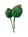 Watercolor green poppy box illustration. Opium poppy drawing, corn poppy, seed head. Botanical illustration for cards, alphabet
