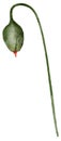 Watercolor green poppy flower boll on the stem. The flower is shown on a white background.