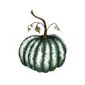 Watercolor green pumpkin vegetable isolated on white background