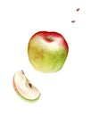 Watercolor green red apple with seeds on white background