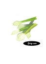 Watercolor green spring onion on white background