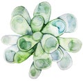 Watercolor green succulent Royalty Free Stock Photo