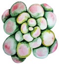 Watercolor green succulent Royalty Free Stock Photo