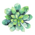 Watercolor green succulent Royalty Free Stock Photo