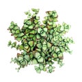 Watercolor green succulent Royalty Free Stock Photo