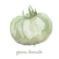 Watercolor green tomato - hand painted