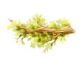 Watercolor green tree branch with foliage Royalty Free Stock Photo