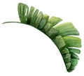 Watercolor green tropical palm leaf, side view. Hand drawn illustration. Botanical exotic leaf of banana plant monstera Royalty Free Stock Photo