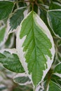 Watercolor green and white leaf of Cornus Alba. Decorative single leaf