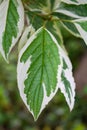 Watercolor green and white leaf of Cornus Alba. Decorative single leaf