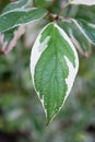 Watercolor green and white leaf of Cornus Alba. Decorative single leaf