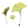 Watercolor green yellow ginkgo leaves, set of three isolated on white. Hand painted artistic botanical illustration Royalty Free Stock Photo