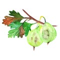 Watercolor green yellow orange gooseberry berry leaf branch isolated