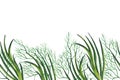 Watercolor greenery seamless horizontal border with green onion and fresh dill. Hand drawn illustration isolated on