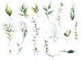 Watercolor greenery set of light green, turquoise, virid wild leaves, twigs and branches. Spring tender illustration.